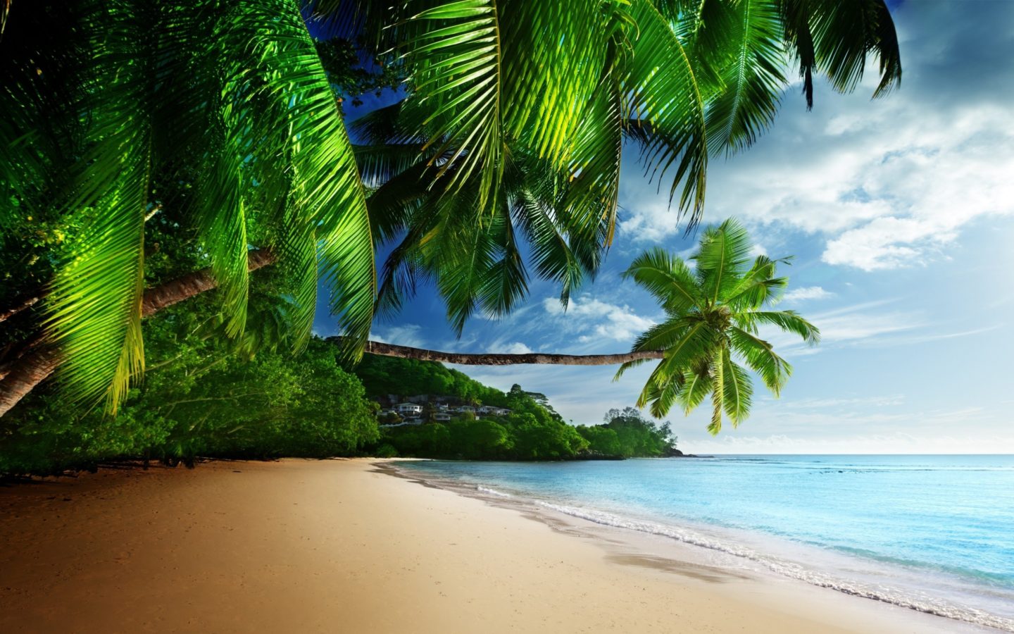 Tropical-paradise-palm-beach-coast-sea-blue-sky-sunshine-1440x900.jpg