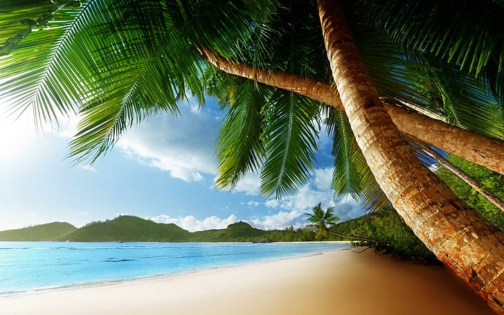 tropical-palm-trees-beach-ocean-hd-desktop-wallpaper-preview.jpg